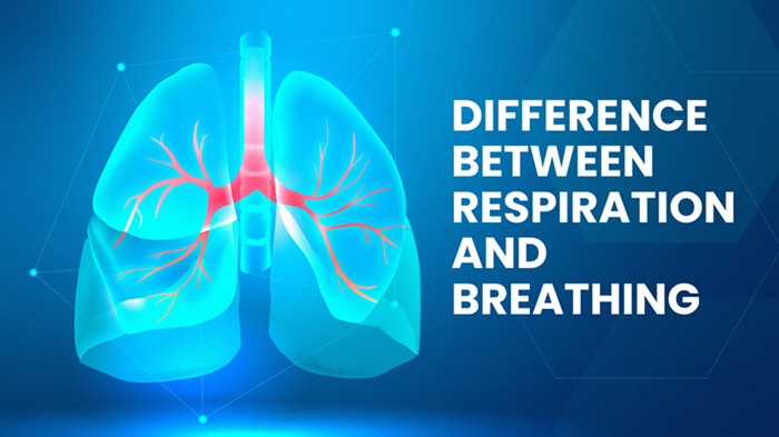 difference between respiration and breathing